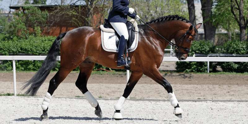 Dressage