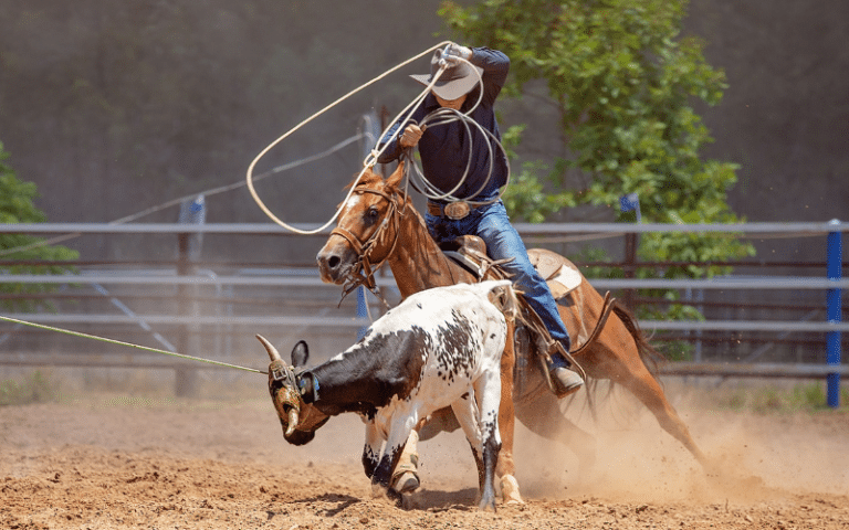 Rodeo