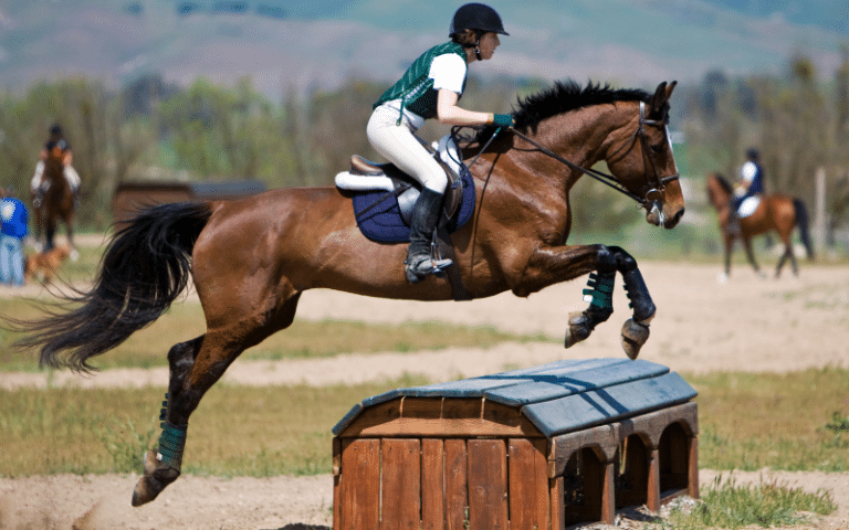 Equestrian History